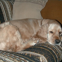 My Dogs